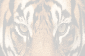 Tiger Gallery Game